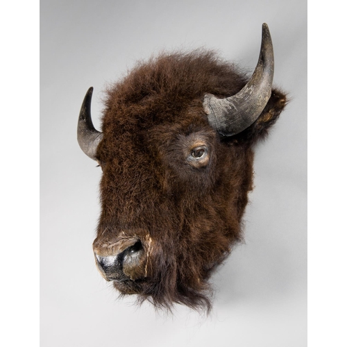 182 - A 20TH CENTURY TAXIDERMY BISON HEAD.
(h 72cm x w 60cm x d 40cm)