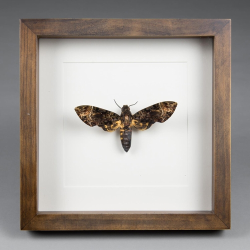 183 - A 21ST CENTURY DEATH'S-HEAD HAWKMOTH, MOUNTED AND FRAMED.
(h 25cm x w 25cm x d 5cm)