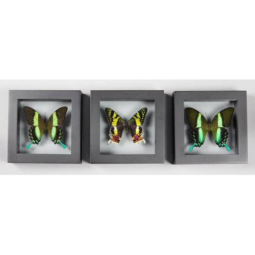 184 - A COLLECTION OF THREE BUTTERFLIES IN DOUBLE GLASS SEE THROUGH FRAMES.
(h 16cm x w 16cm x d 4.5cm)