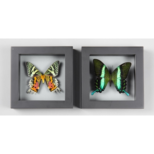 185 - TWO BUTTERFLIES IN DOUBLE GLASS SEE THROUGH FRAMES.
(h 16cm x w 16cm x d 4.5cm)