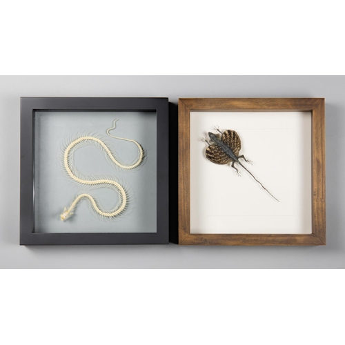 186 - TWO FRAMED SPECIMENS, COMPRISING OF A SNAKE SKELETON AND A FLYING DRAGON
(h 25cm x w 25cm x d 4.5cm)