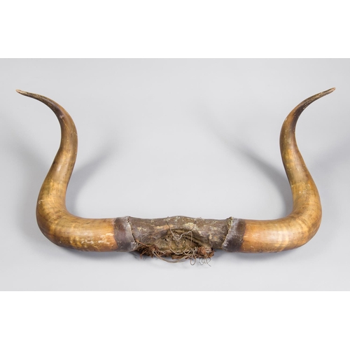 187 - A SET OF 20TH CENTURY BULL HORNS.
(w 100cm)