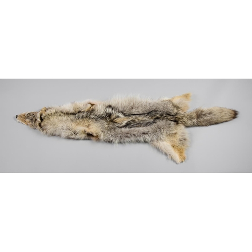 192 - A 20TH CENTURY TAXIDERMY COYOTE PELT.
(l 147cm x w 50cm)