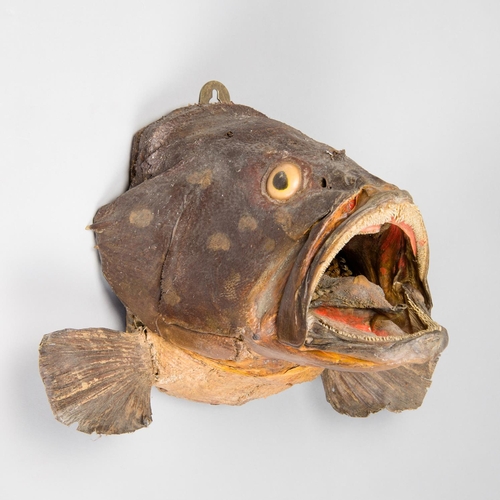 34 - A LARGE LATE 19TH/EARLY 20TH CENTURY TAXIDERMY FISH HEAD.
(h 24cm x w 36cm x d 26cm)