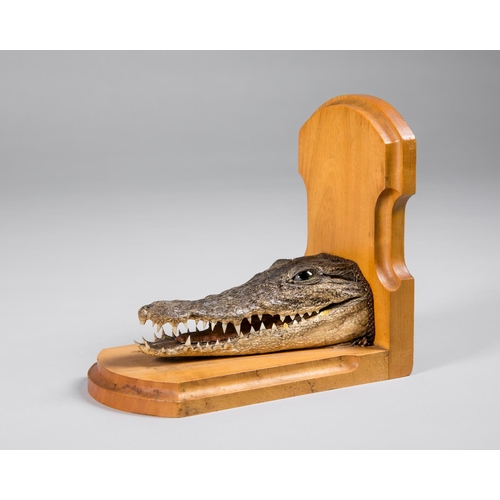 41 - A 20TH CENTURY TAXIDERMY ALLIGATOR BOOKEND.
(h 19cm x w 20cm x d 12cm)