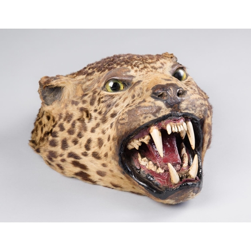 84 - A LATE 19TH CENTURY TAXIDERMY LEOPARD HEAD.
(h 34cm x w 31cm x d 18cm)