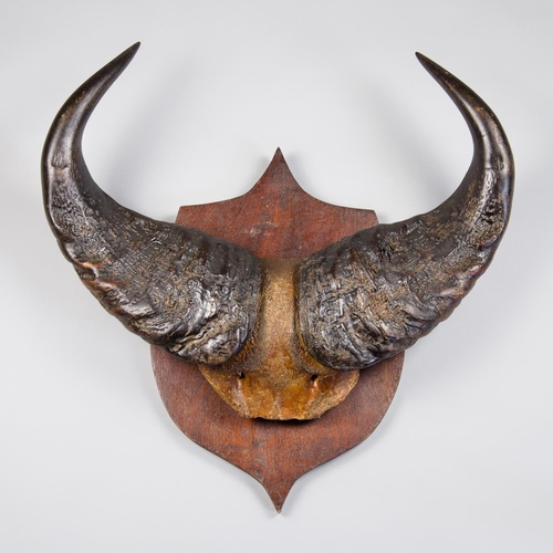 85 - A LATE 19TH/EARLY 20TH CENTURY SET OF DWARF FOREST BUFFALO HORNS UPON OAK SHIELD.
(h 61cm x w 61cm)