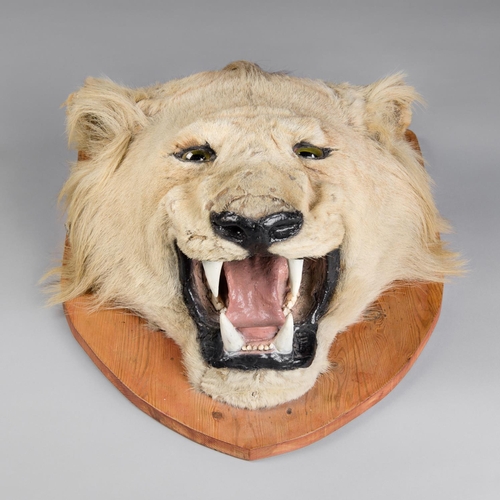 86 - A LATE 19TH CENTURY TAXIDERMY LION HEAD
(h 53cm x w 46cm x d 22cm)