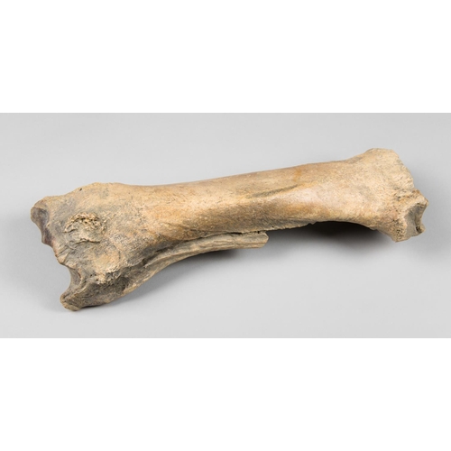 205 - AN ICE AGE BISON TIBIA BONE FOSSIL
Europe, 10,000 years old.
(l 38cm)