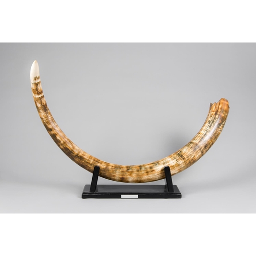 206 - A FINE MAMMOTH TUSK FROM THE DEVENSIAN GLACIATION PERIOD. TAYMYR, SIBERIA RUSSIA
180cm on outside cu... 