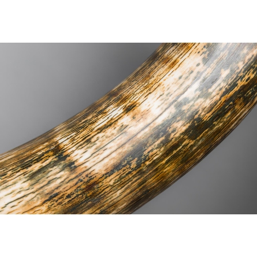 206 - A FINE MAMMOTH TUSK FROM THE DEVENSIAN GLACIATION PERIOD. TAYMYR, SIBERIA RUSSIA
180cm on outside cu... 