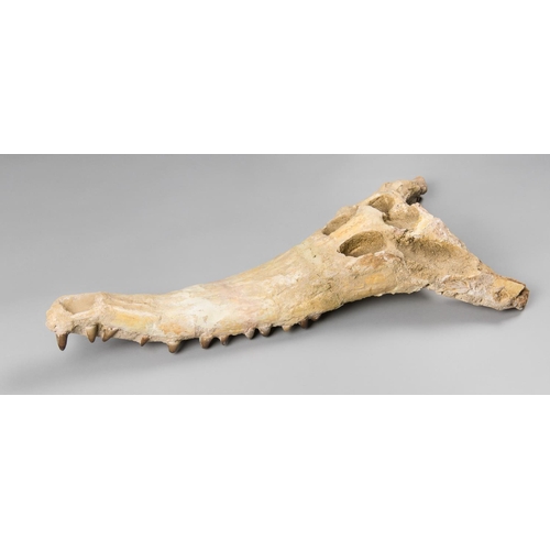 207 - A DYROSAURUS PHOSPHATOSAURUS CROCODILE UPPER SKULL
Original fossil skull pieced together by an exper... 