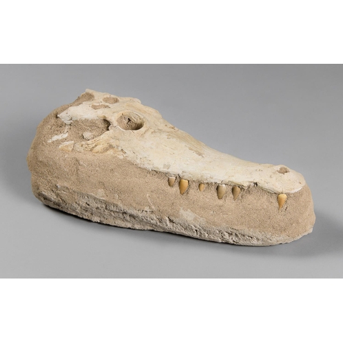 211 - A DYROSAURUS PHOSPHATOSAURUS CROCODILE UPPER SKULL
Original fossil skull pieced together by an exper... 