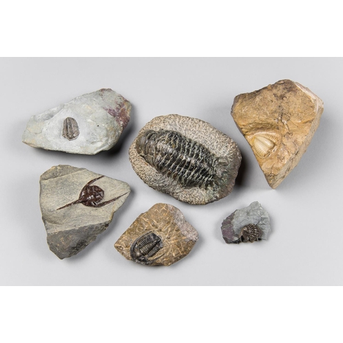 214 - A COLLECTION OF TRILOBITE FOSSILS.