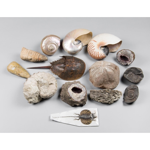 215 - A COLLECTION OF FOSSILS, SEASHELLS AND OTHER SPECIMENS.