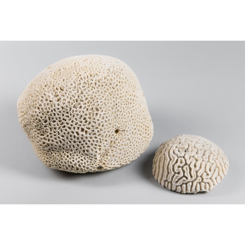 220 - TWO NATURAL CORALS, INCLUDING A BRAIN CORAL.
(largest h 22cm x w 25cm x d 25cm)