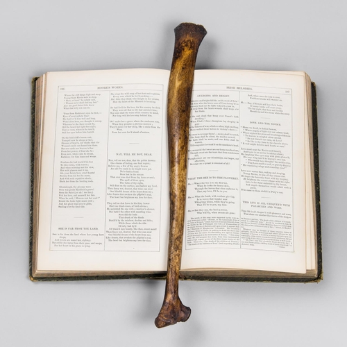 224 - A GIRAFFE RIB BOOKMARK WITH ANTIQUE BOOK.
(l 37cm)