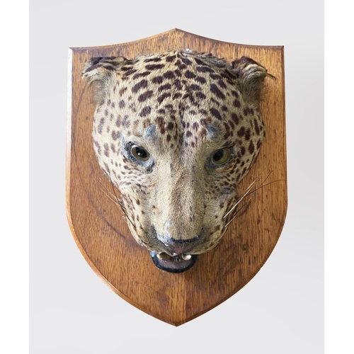 199 - A LATE 19TH CENTURY TAXIDERMY LEOPARD HEAD UPON OAK SHIELD.
(h 40cm x w 31cm x d 20cm)