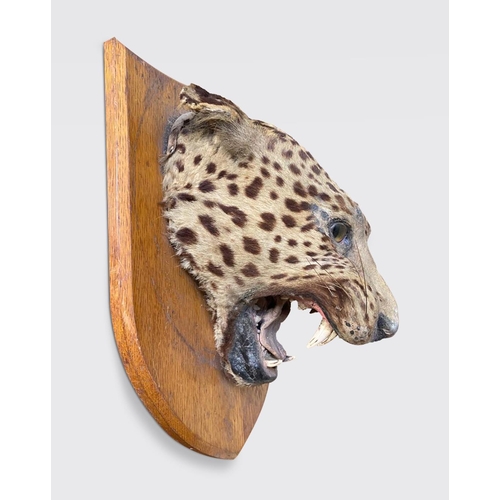 199 - A LATE 19TH CENTURY TAXIDERMY LEOPARD HEAD UPON OAK SHIELD.
(h 40cm x w 31cm x d 20cm)