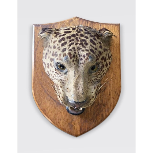 199 - A LATE 19TH CENTURY TAXIDERMY LEOPARD HEAD UPON OAK SHIELD.
(h 40cm x w 31cm x d 20cm)