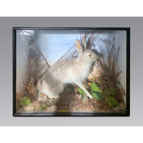 199a - A 20TH CENTURY TAXIDERMY MOUNTAIN HARE MOUNTED IN A GLAZED CASE WITH A NATURALISTIC SETTING.
(h 53cm... 