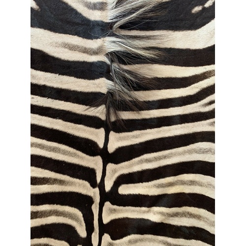 199b - A LARGE 21ST CENTURY TAXIDERMY BURCHELL'S ZEBRA SKIN RUG. 
(l 257cm x w 165cm)

Condition report: ex... 