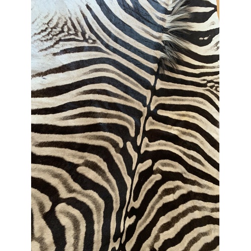 199b - A LARGE 21ST CENTURY TAXIDERMY BURCHELL'S ZEBRA SKIN RUG. 
(l 257cm x w 165cm)

Condition report: ex... 