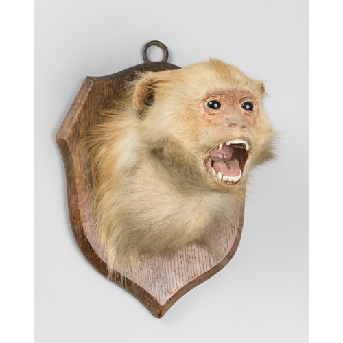 361 - A 20TH CENTURY TAXIDERMY RHESUS MACAQUE HEAD ON OAK SHIELD
(h 24.5cm x w 18cm x d 18.5cm)