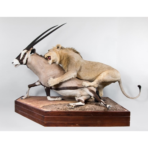 1 - A MAGNIFICENT TAXIDERMY DIORAMA OF A MALE LION ATTACKING AN ORYX
Namibia 21/09/2008. Taxidermist Nya... 