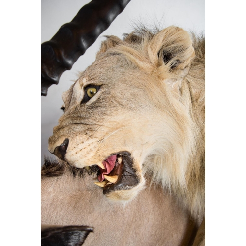 1 - A MAGNIFICENT TAXIDERMY DIORAMA OF A MALE LION ATTACKING AN ORYX
Namibia 21/09/2008. Taxidermist Nya... 