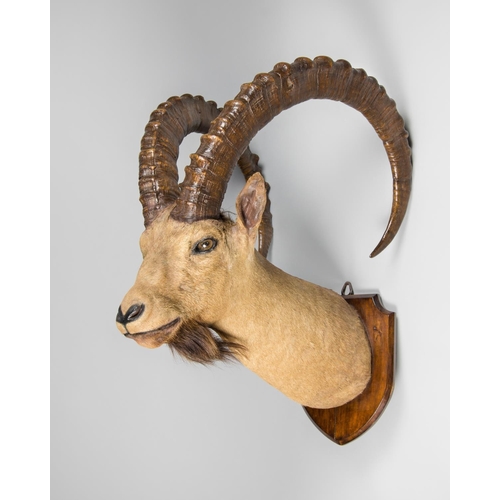 14 - EDWARD GERRARD & SONS, A LARGE AND IMPRESSIVE LATE 19TH CENTURY NUBIAN IBEX NECK MOUNT UPON AN OAK S... 