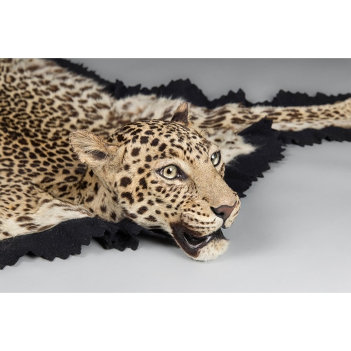 19 - VAN INGEN OF MYSORE INDIA, AN EARLY 20TH CENTURY TAXIDERMY LEOPARD SKIN RUG WITH MOUNTED HEAD, PRODU... 