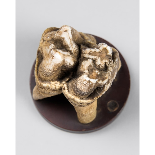 53 - AN UNUSUAL 19TH CENTURY HIPPOPOTAMUS TOOTH. Mounted on a slightly later base.  (h 8cm)