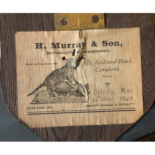 42 - H. MURRAY & SONS, AN EARLY 20TH CENTURY TAXIDERMY CANADA GOOSE HEAD UPON AN OAK SHIELD. Paper trade ... 