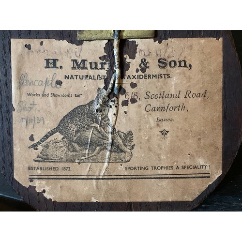 44 - H. MURRAY & SONS, AN EARLY 20TH CENTURY TAXIDERMY GREYLAG GOOSE HEAD UPON AN OAK SHIELD. Paper trade... 