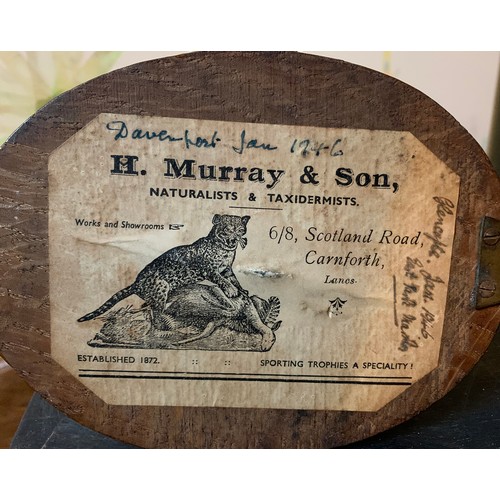 45 - H. MURRAY & SONS, AN EARLY 20TH CENTURY TAXIDERMY PINK-FOOTED GOOSE HEAD UPON AN OAK SHIELD. Paper t... 