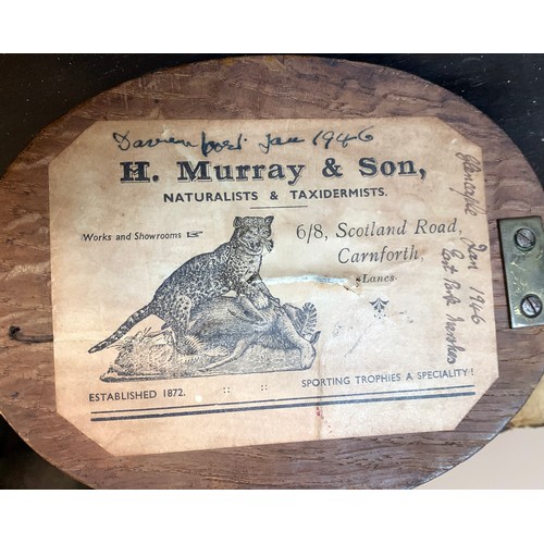 46 - H. MURRAY & SONS, AN EARLY 20TH CENTURY TAXIDERMY BARNACLE GOOSE HEAD UPON AN OAK SHIELD. Paper trad... 