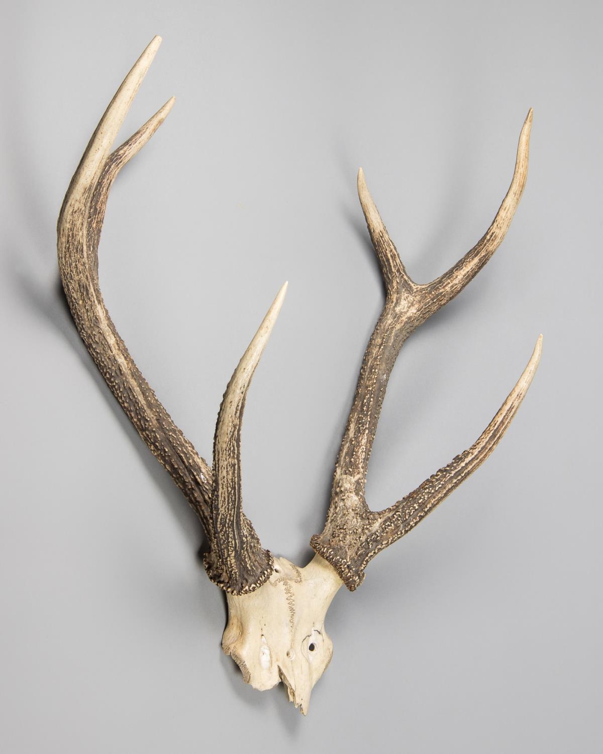 A 20th Century Sambar Deer Upper Skull And Antlers H 75cm X W 65cm X D