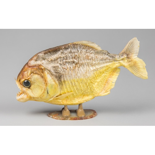 121 - A 20TH CENTURY TAXIDERMY PIRANHA (26cm)