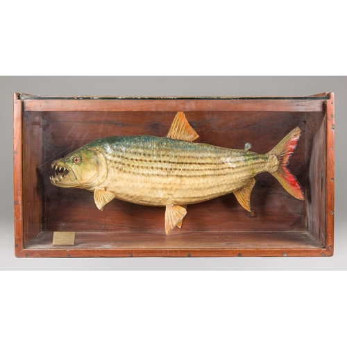 122 - A LATE 20TH CENTURY TAXIDERMY TIGERFISH IN A GLAZED CASE (h 42cm x w 81.5cm x d 34cm)