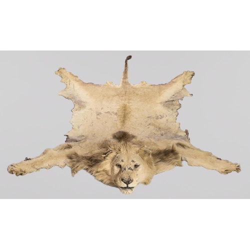 18 - AN EARLY 20TH CENTURY TAXIDERMY LION SKIN RUG WITH MOUNTED HEAD. A letter of provenance 'The Lion, t... 