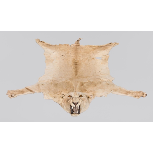 19 - ROWLAND WARD OF LONDON, AN EARLY 20TH CENTURY TAXIDERMY LIONESS SKIN RUG. With large mounted snarlin... 