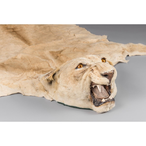 19 - ROWLAND WARD OF LONDON, AN EARLY 20TH CENTURY TAXIDERMY LIONESS SKIN RUG. With large mounted snarlin... 