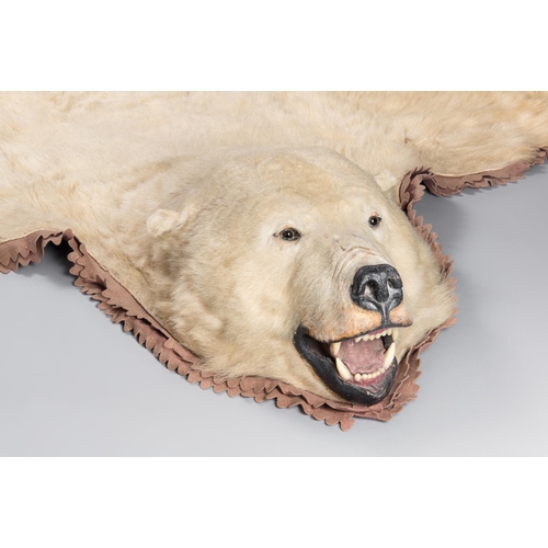 21 - A 20TH CENTURY TAXIDERMY POLAR BEAR SKIN RUG WITH MOUTED HEAD. The Polar bear was shot on an arctic ... 