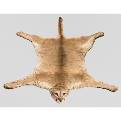 22 - A 20TH CENTURY TAXIDERMY COUGAR SKIN RUG WITH MOUNTED HEAD (l 199cm x w 129cm)