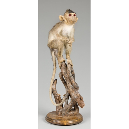 26 - A 20TH CENTURY TAXIDERMY CRAB-EATING MACAQUE NATURALISTICALLY MOUNTED (h 52cm x w 20cm x d 19cm)