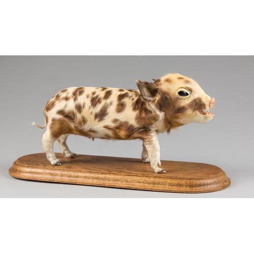 27 - A CURIOUS 20TH CENTURY TAXIDERMY PIGLET MOUNTED UPON AN OAK BASE (h 16cm x w 35.5cm x d 15cm)