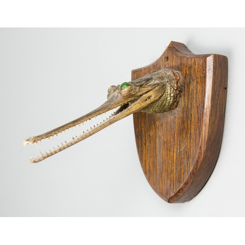 28 - A LATE 19TH CENTURY TAXIDERMY GHARIAL HEAD UPON AN OAK SHIELD (h 14cm x w 10.5cm x d 16cm)