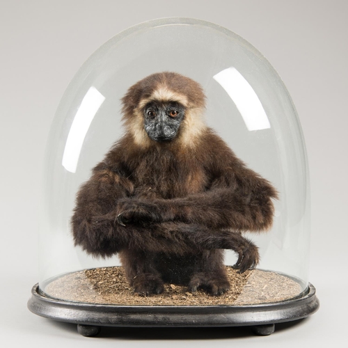 29 - LATE 19TH CENTURY TAXIDERMY GIBBON UNDER A GLASS DOME (h 44cm x w 41.5cm x d 33cm)