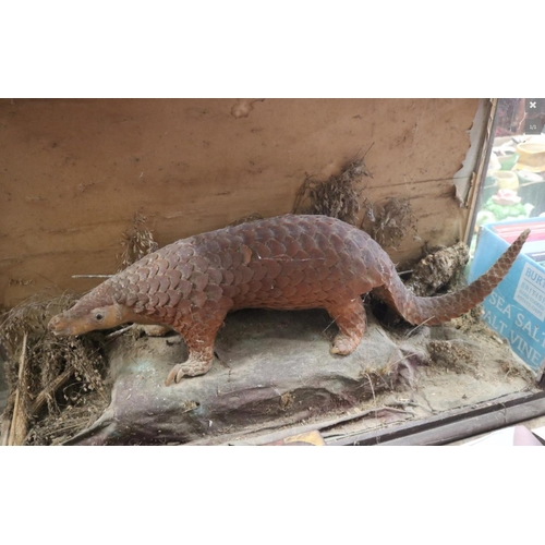 3 - A LATE 19TH CENTURY TAXIDERMY PANGOLIN UPON AN OAK BASE. Provenance: From a deteriorated Victorian d... 